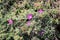 Purple carpet, Purple iceplant, Drosanthemum floribundum