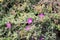 Purple carpet, Purple iceplant, Drosanthemum floribundum