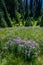 Purple Cascade Aster blooming in a meadow on Mt. Rainier, with evergreen trees in background