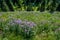 Purple Cascade Aster blooming in a meadow on Mt. Rainier, with evergreen trees in background