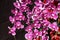 Purple cascade orchid