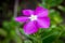 Purple Catharanthus Roseus