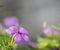 Purple Catharanthus roseus flowers.