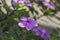 Purple Catharanthus roseus flowers.