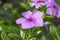 Purple Catharanthus roseus flowers.