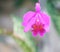 Purple Catleya Orchid