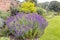 Purple catmint flowering plant in a garden.