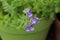 Purple Catmint flowers