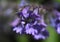 Purple Catnip Flower Blossom Up Close and Beautiful