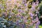 Purple catnip flowers Nepeta cataria