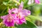 Purple Cattleya orchid.