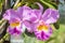 Purple Cattleya orchid.