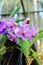 Purple cattleya orchid