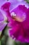 Purple Cattleya Orchid