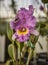 Purple Cattleya Orchid