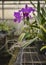 Purple Cattleya Orchid