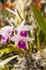 Purple Cattleya orchid flower