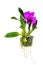 Purple Cattleya Orchid flower