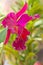 A purple Cattleya orchid flower