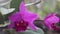 Purple cattleya orchid flower with wind in natural light