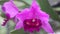 Purple cattleya orchid flower with wind in natural light