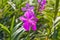 Purple Cattleya orchids in the garden