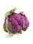 PURPLE CAULIFLOWER brassica oleracea AGAINST WHITE BACKGROUND