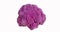 Purple Cauliflower, brassica oleracea against Whte Background