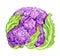Purple cauliflower Brassica oleracea L. var. Botrytis L. watercolor illustration