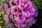 Purple cauliflower close-up in the autumn frosty morning