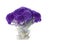 Purple Cauliflower Isolated