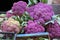 Purple cauliflowers, large colorful cauliflowers lined up on a stall, purple vegetables
