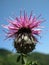 Purple centaurea (Centaurea scabiosa)