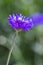 Purple Centaurea cyanus flower