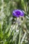 Purple Centaurea cyanus flower