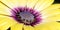 Purple center Osteospermum flowers yellow daisy flower daisies