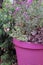 Purple Ceramic Planter with Purple Flowers