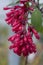 Purple Cestrum elegans, pending red flowers