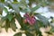 Purple Cestrum elegans, pending reddish flowers