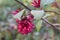 Purple Cestrum elegans, red flowers