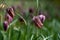 Purple chequered Snake`s Head Fritillary flowers grow wild in the grass in Richmond, London, UK. Photographed in mid April.