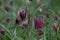 Purple chequered Snake`s Head Fritillary flowers grow wild in the grass in Richmond, London, UK. Photographed in mid April.