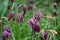 Purple chequered Snake`s Head Fritillary flowers grow wild in the grass in Richmond, London, UK. Photographed in mid April.