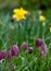 Purple chequered Snake`s Head Fritillary flowers grow wild in the grass in Richmond, London, UK. Photographed in mid April.