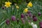 Purple chequered Snake`s Head Fritillary flowers grow wild in the grass in Richmond, London, UK. Photographed in mid April.