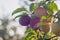 Purple cherry plum ripens on a tree in the sun and a beautiful bokeh in the evening