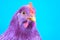 Purple Chicken on Blue Background