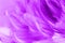 Purple chicken feather texture abstract for background. soft and blur color