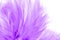 Purple chicken feather texture abstract for background. soft and blur color