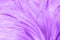 Purple chicken feathers in soft and blur style